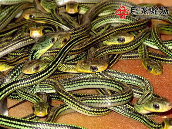 �����������Bֳ