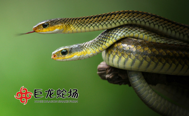 �������Bֳ