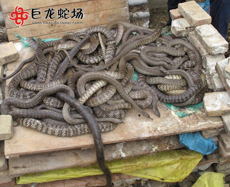 ˮ�����Bֳ