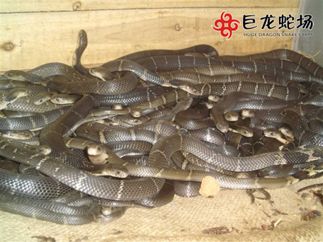 ���R���B(y��ng)ֳ