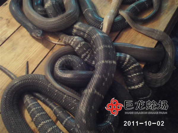 ���R�߷N��,���R�߃r��