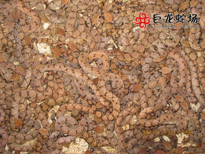 �岽������