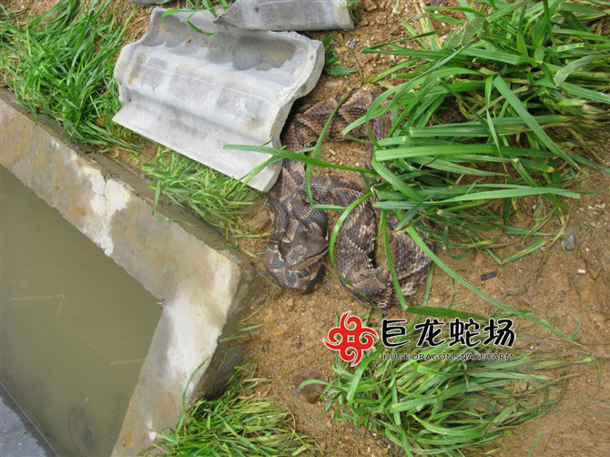 �岽�߷N��,�岽�߃r��