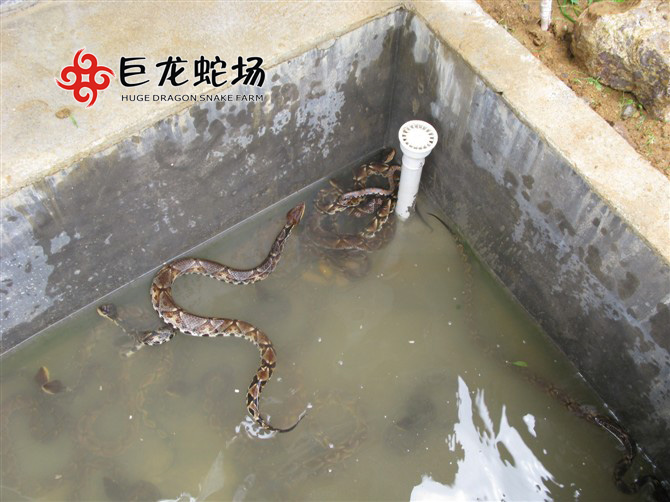 �岽�߷N��,�岽�߃r��