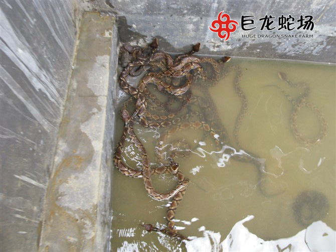 �岽�߷N��,�岽�߃r��