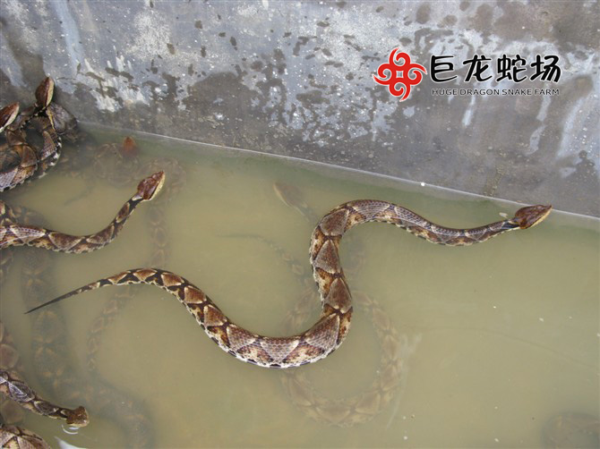 �岽�߷N��,�岽�߃r��