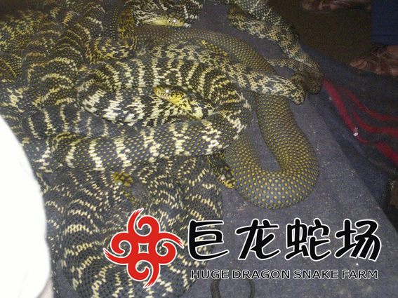 �����߃r��