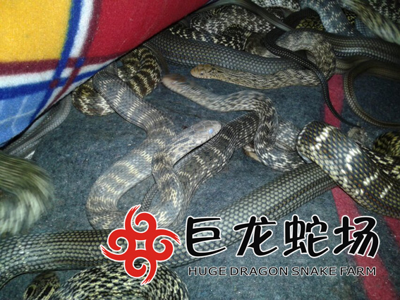 �����߃r��