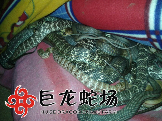 �����߃r��