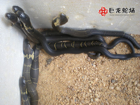 ���R����,���R����r��