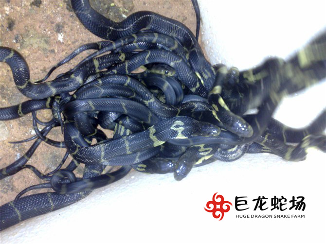 ���R����,���R����r��