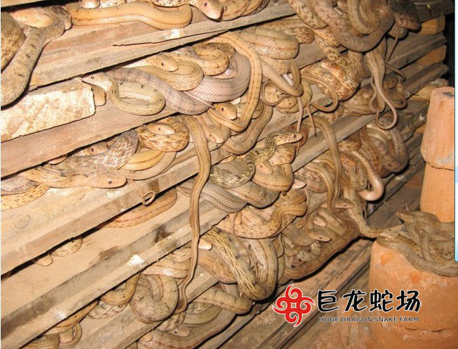 ����������,����r(ji��)��