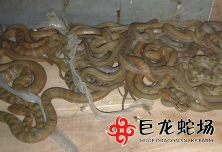 ����������,����r(ji��)��