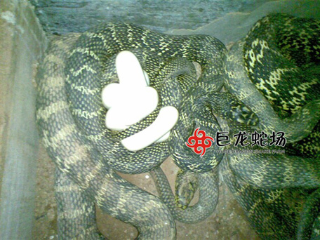 �������ߵ�,���\���ߵ�,�ߵ��r��