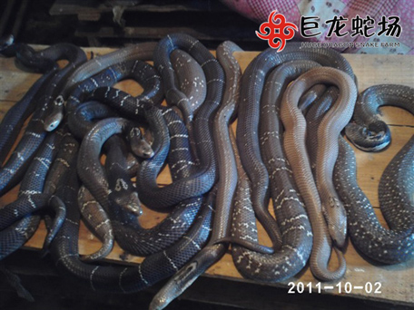 ���R�߷N��